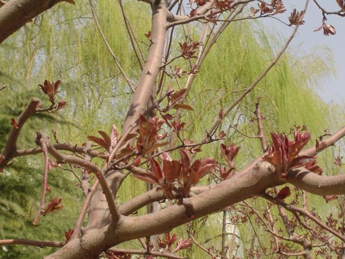 4月4日全家总动员——寻找春天