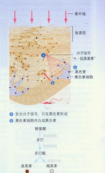 【转】防晒中的一些技术类话题
