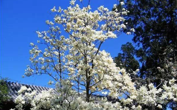 妈妈们，赏花按这个来吧，3-5月赏花表